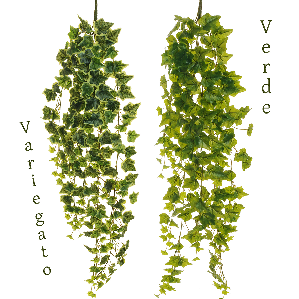 Casolaro Hotellerie Spa | Falling ivy shoot with 248 leaves