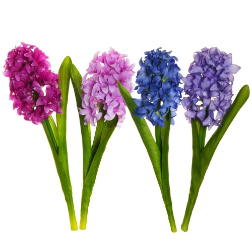 Hyacinth with leaves