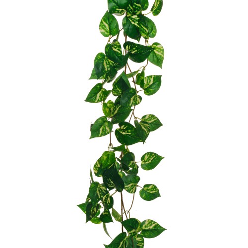 Pothos garland with ramifications