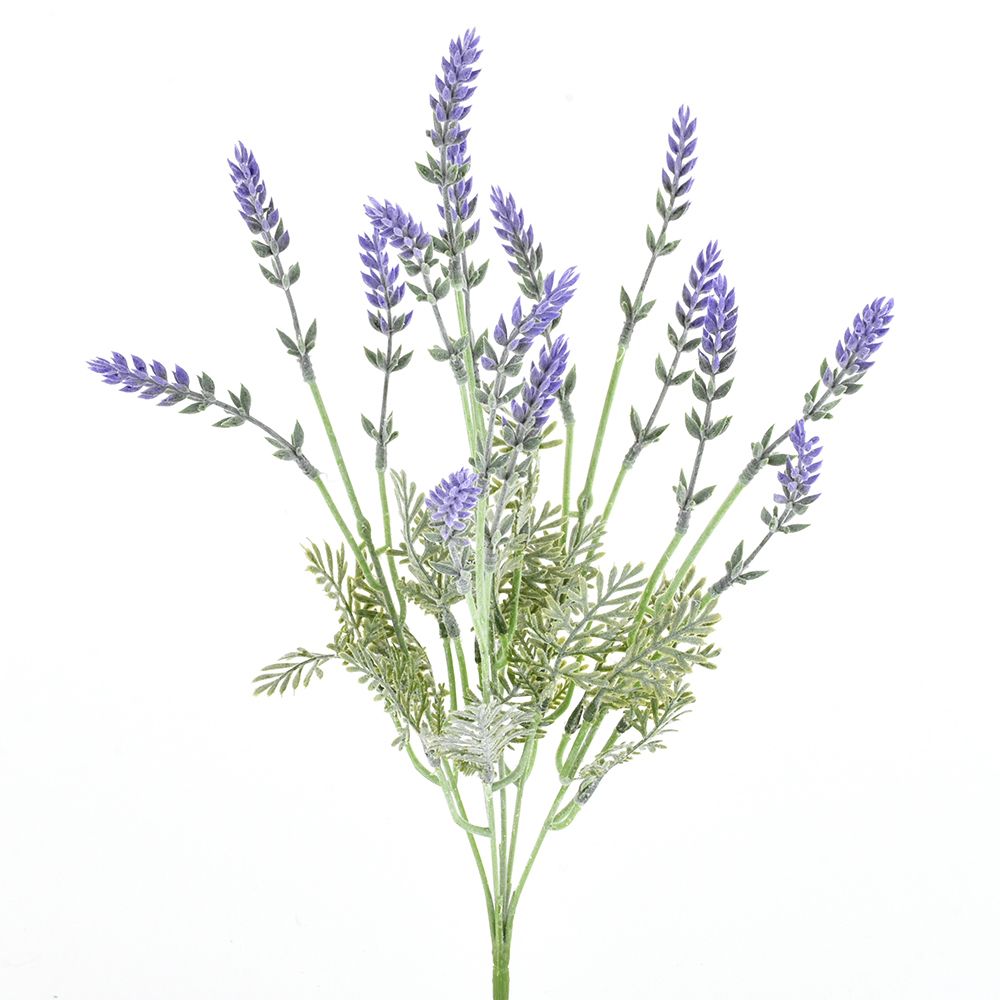 Bunch of lavender with 5 branches