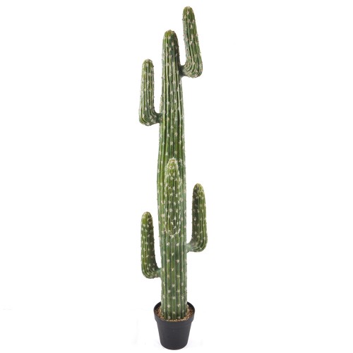 Cactus plant cm. 182 