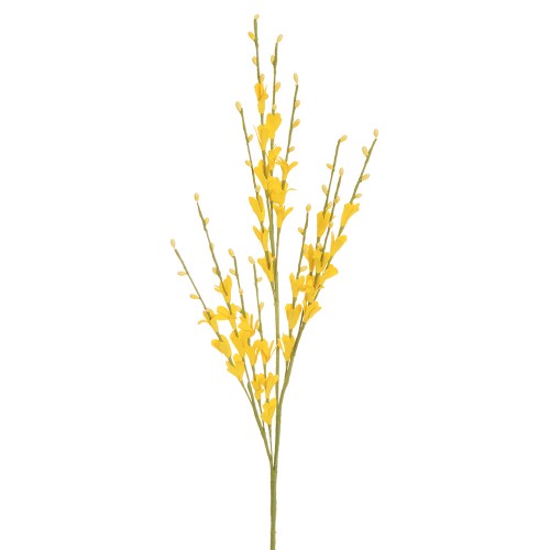 Yellow broom trellis