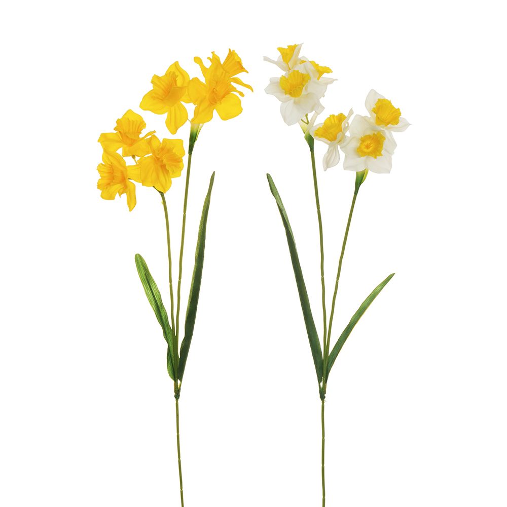 Branch of daffodils