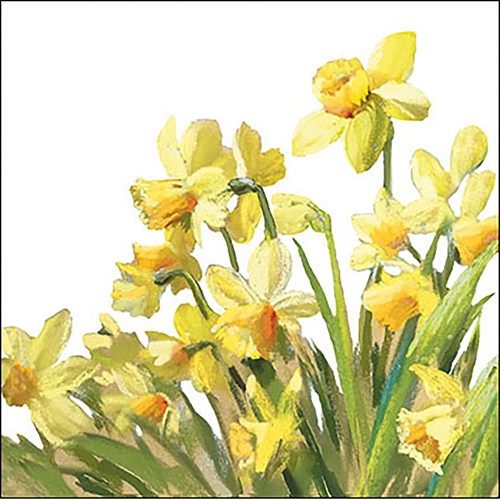 Set of 20 Narcissus napkins